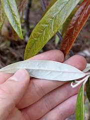 Corokia buddleioides