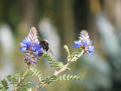 Bombus funebris