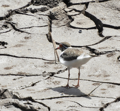 Charadrius tricollaris