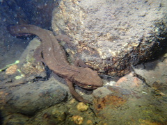 Paramesotriton hongkongensis