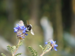 Bombus funebris