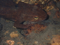 Paramesotriton hongkongensis
