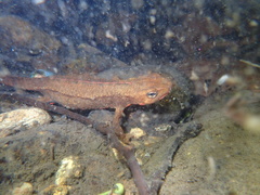 Paramesotriton hongkongensis
