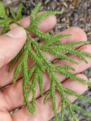 Lycopodium volubile