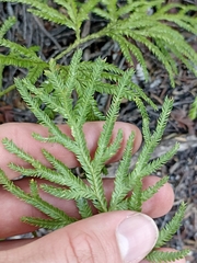 Lycopodium volubile