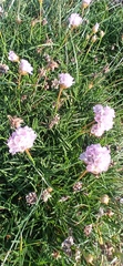 Armeria welwitschii