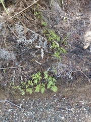Lycopodium volubile