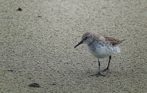 Correlimos culiblanco (Calidris fuscicollis)