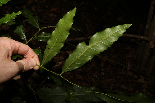 Image of Elattostachys nervosa by (c) Greg Tasney, some rights reserved (CC BY-SA)