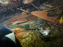 Macrobrachium laevis