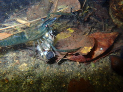 Macrobrachium laevis