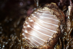 Pusula solandri