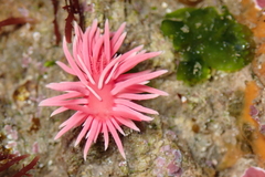 Okenia rosacea