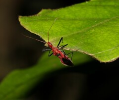 Gminatus wallengreni