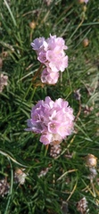 Armeria welwitschii