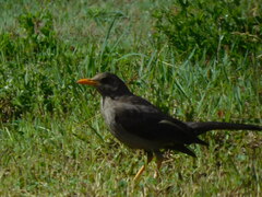 Turdus chiguanco