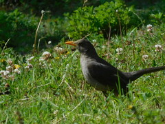 Turdus chiguanco