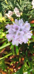 Armeria welwitschii