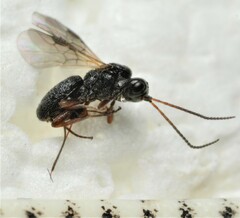 Schizoprymnus pullatus