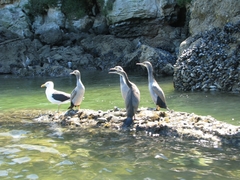 Phalacrocorax punctatus