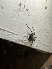 Kukulcania hibernalis