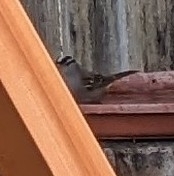 Zonotrichia leucophrys