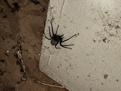 Kukulcania hibernalis