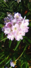 Armeria welwitschii