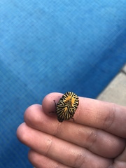 Gymnetis stellata