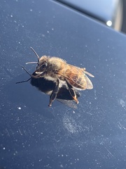 Apis mellifera