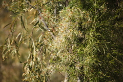 Clematis microphylla