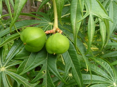 Jatropha multifida