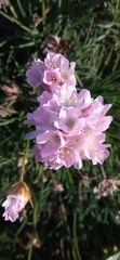 Armeria welwitschii