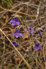 Conanthera campanulata