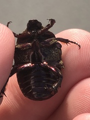 Gymnetis stellata