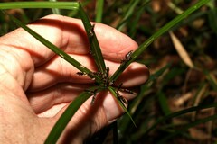 Cyperus tetraphyllus