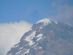 Orochelidon murina