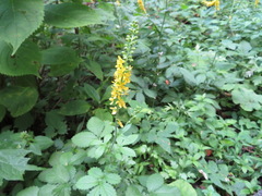 Agrimonia pilosa japonica