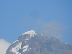 Orochelidon murina