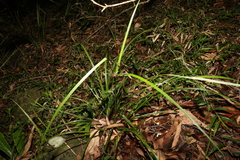 Cyperus tetraphyllus