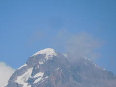 Orochelidon murina