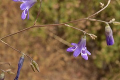 Conanthera trimaculata