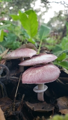 Lepiota decorata