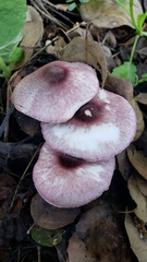 Lepiota decorata