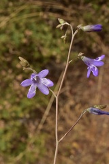 Conanthera trimaculata