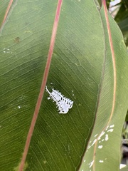 Eucalyptolyma maideni