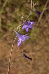 Conanthera trimaculata