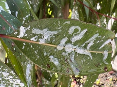 Eucalyptolyma maideni
