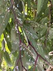 Eucalyptolyma maideni