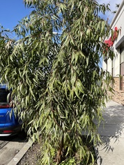 Eucalyptolyma maideni